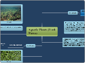 Adaptations of Aquatic Plants 