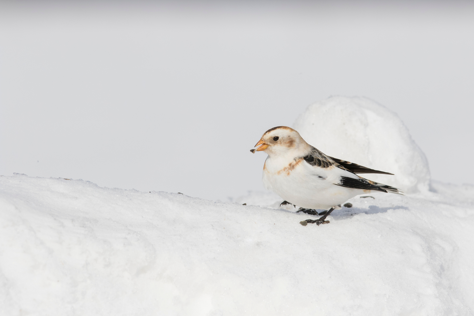 Snøspurv