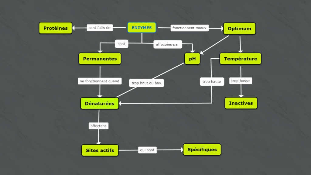 Enzymes concept map