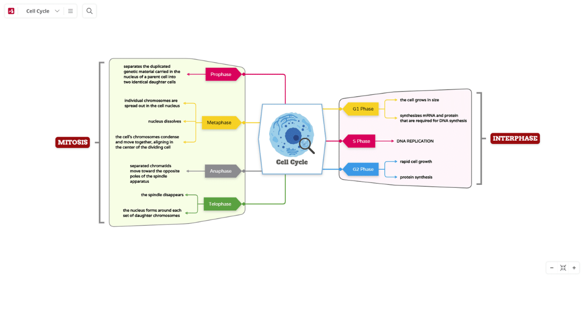 Cell Cycle mind map