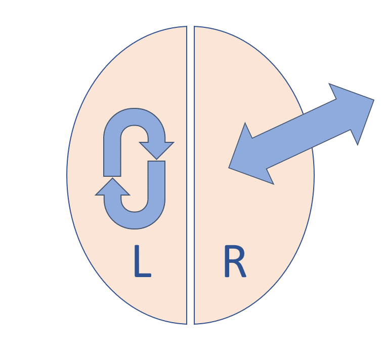 Human brain halves: left side and right side