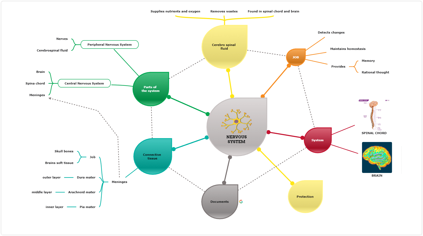 nervous system mind map example for college learning