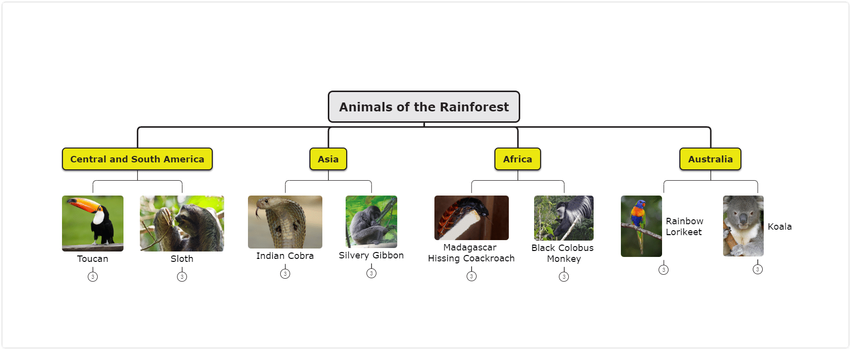 Animals of the rainforest mind map template