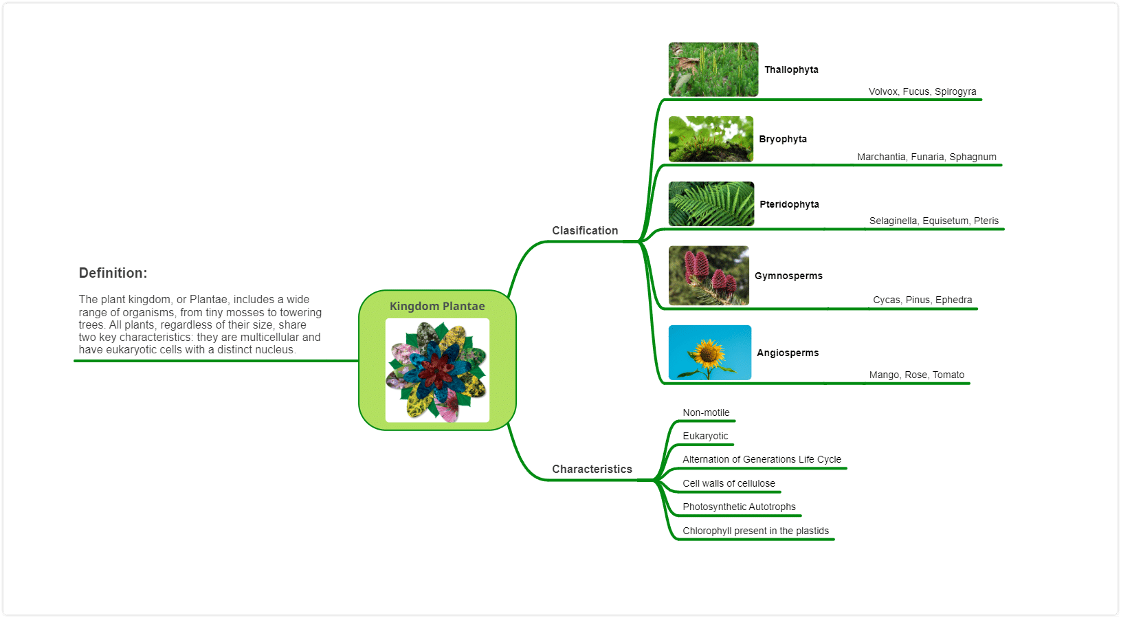 Kingdom Plantae biology mind map example