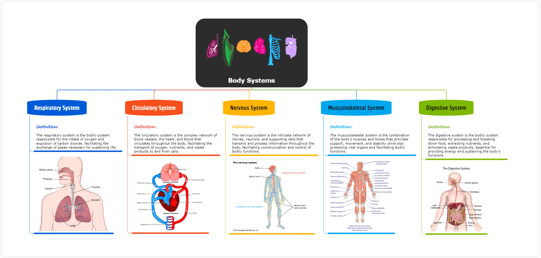 body systems biology mind map example