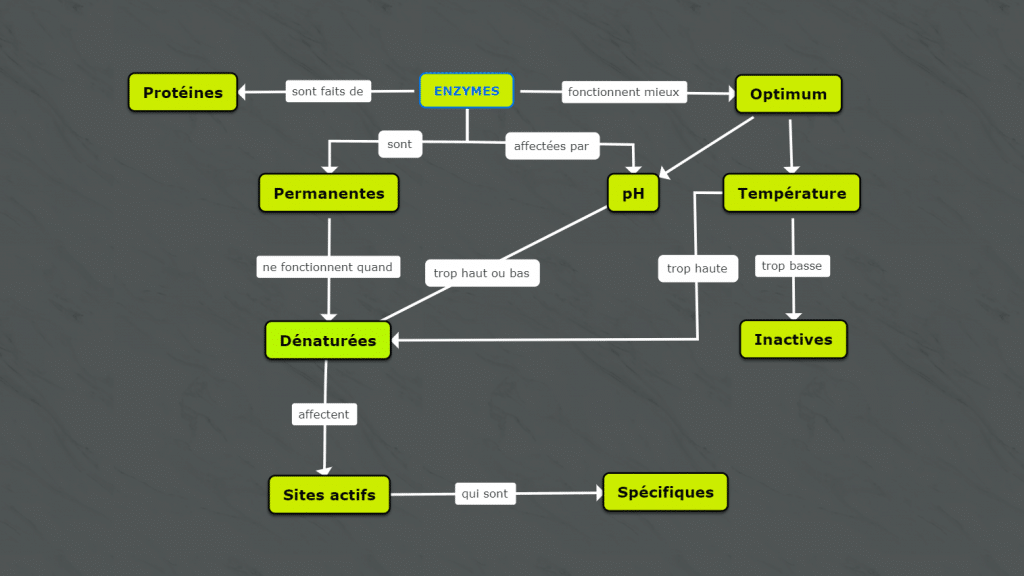 Enzymes