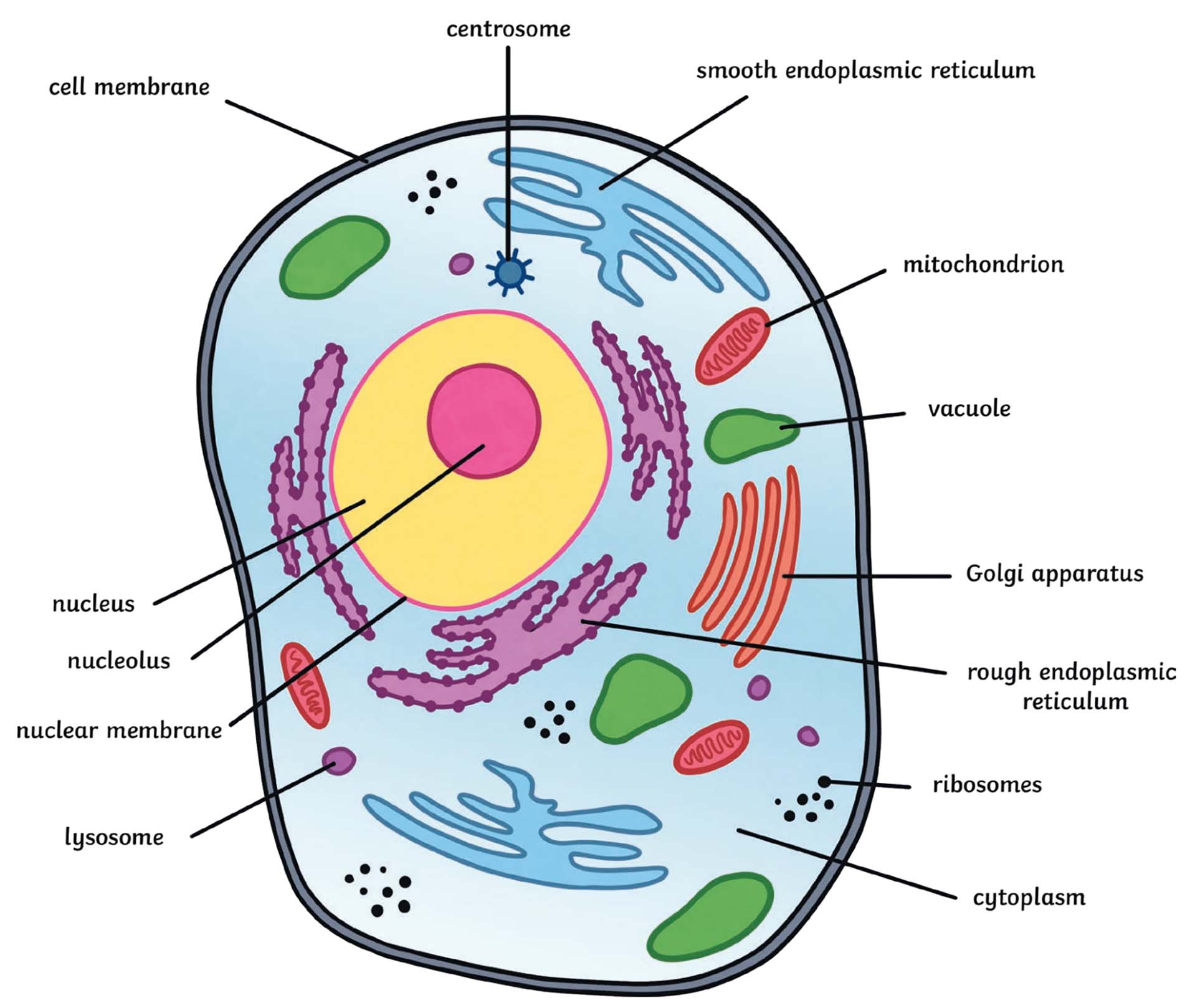 Cells