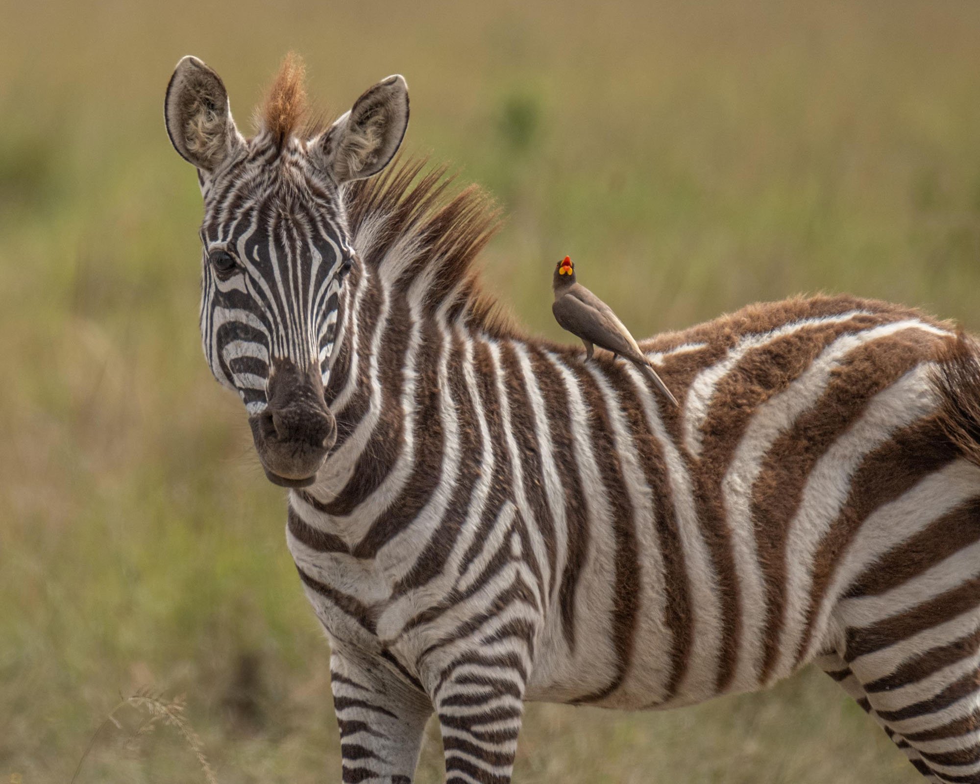 SYMBIOSIS: OXPECKER AND ZEBRA - Mind Map