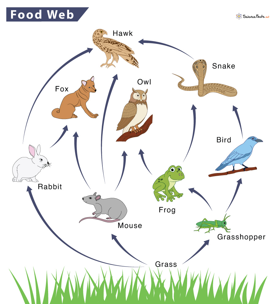 A food web is complex network of food chains in a food chain if two consumers consume one thing then they are part of the sam