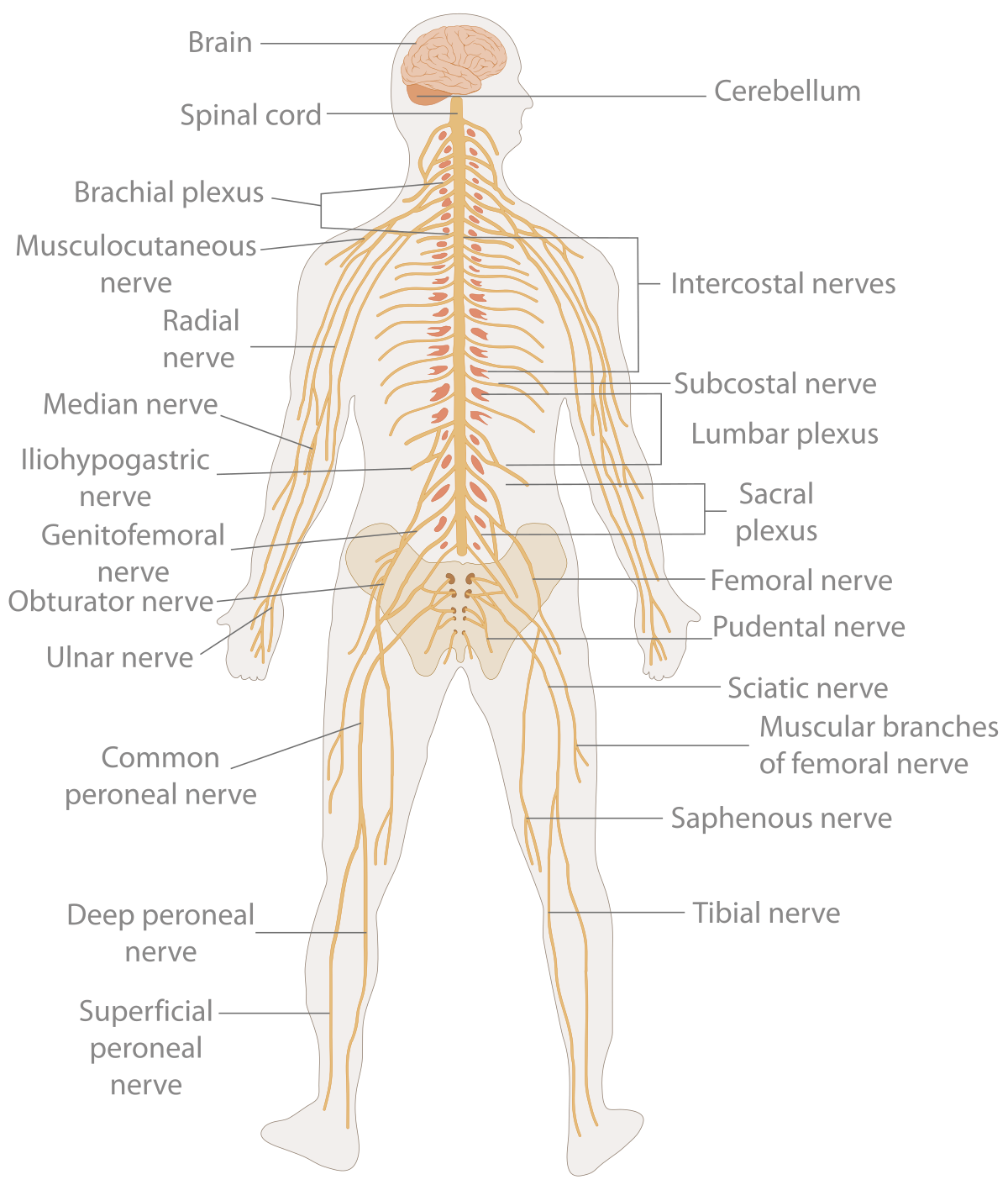 Human Systems Biology Diagrams