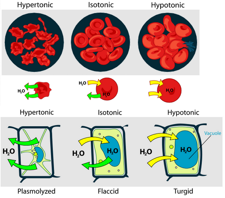 MAPA FENÓMENOS OSMÓTICOS - Mapa Mental
