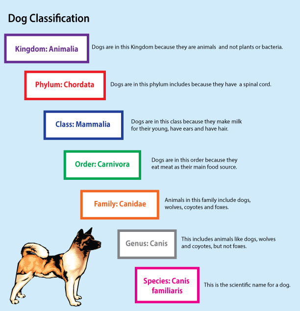 DOGS LEVELS OF CLASSIFICATION - Mind Map