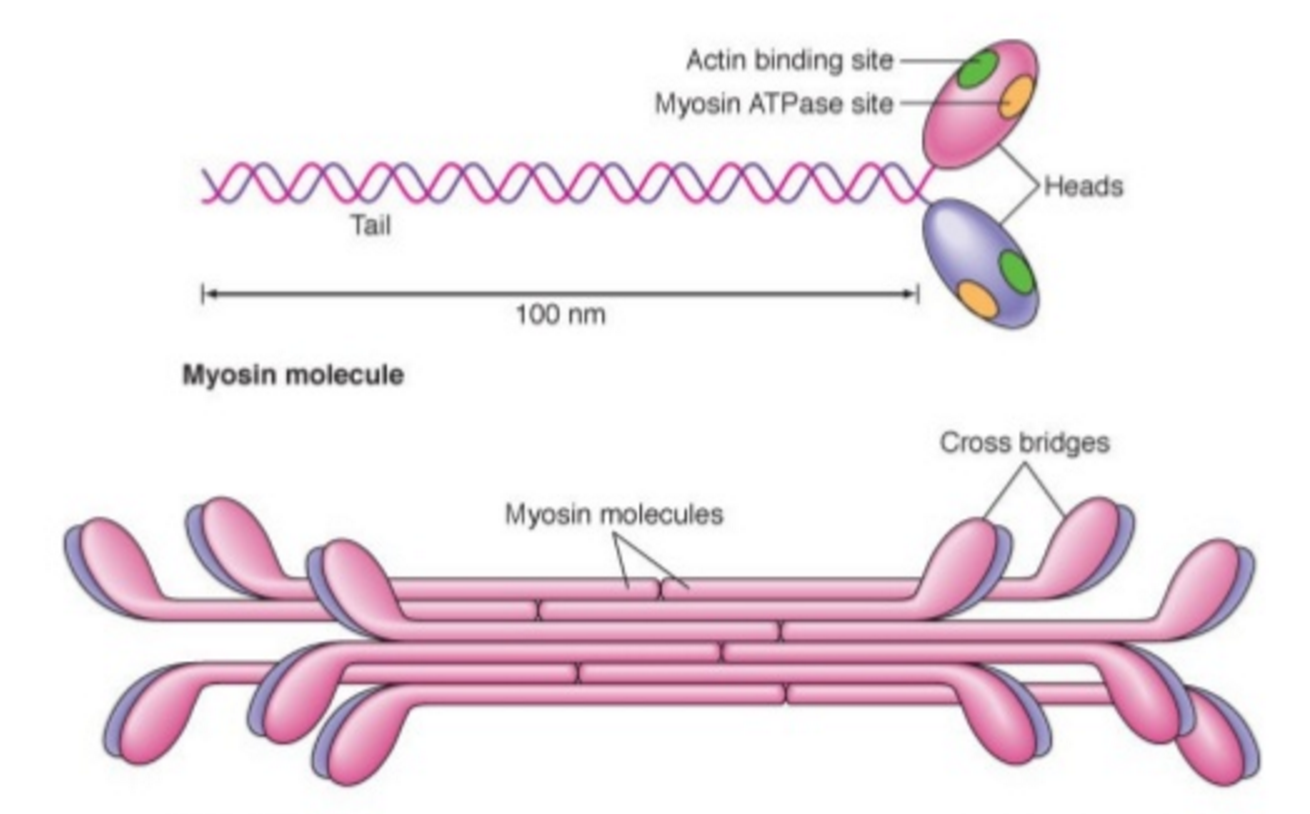Актин строение полимеризация. Актин миозин тропонин. Полимеризация g актина что это такое. Миофибриллы актин миозин. Миозин мышечной ткани