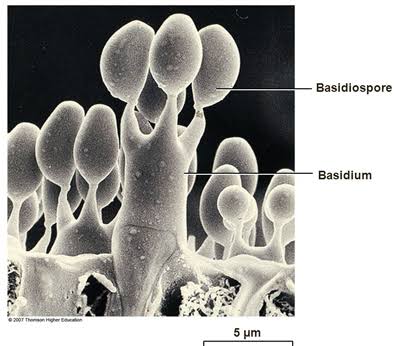 Basidiospores