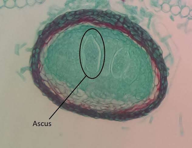 Ascospores