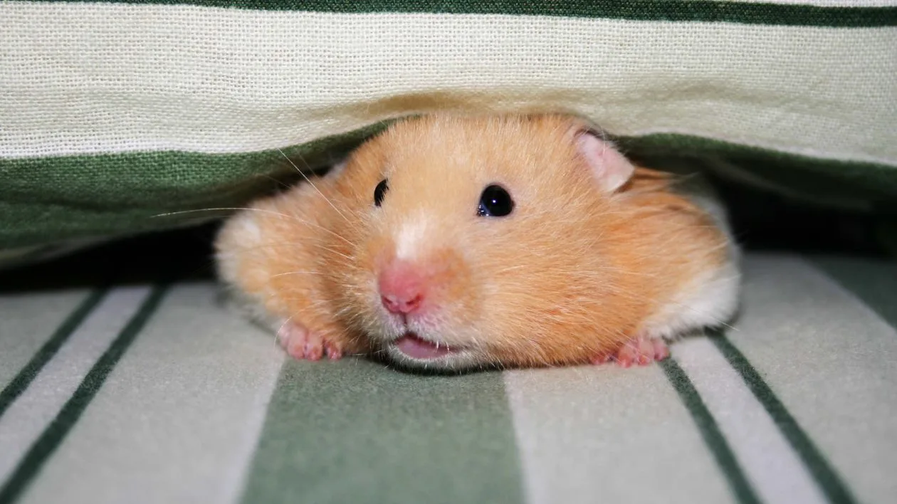 Hamsters mind map