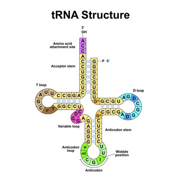 tRNA Model