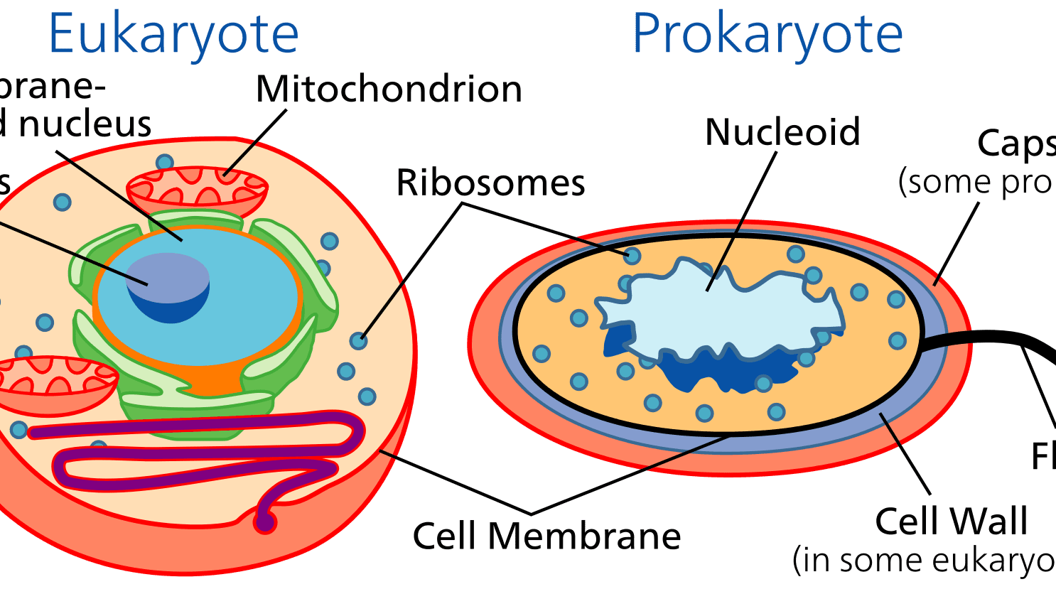 В клетках прокариот в отличие