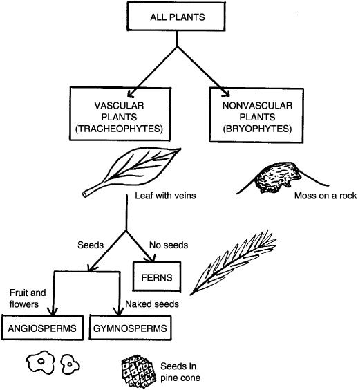Comparison of Vascular and Non-Vacular Plants