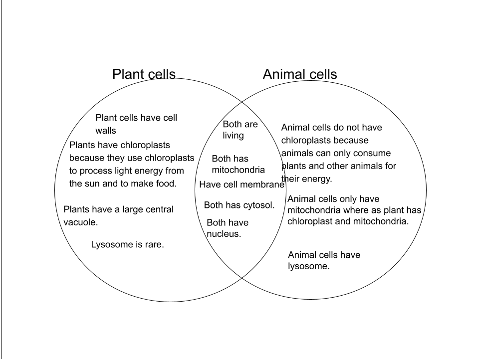Animal vs plant cells