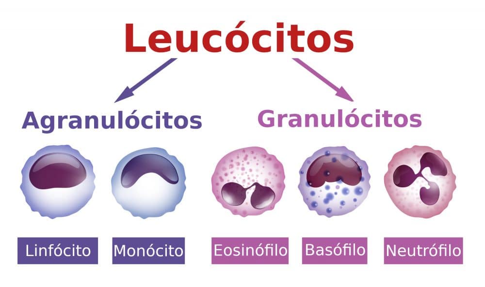 Alimentos para bajar los leucocitos