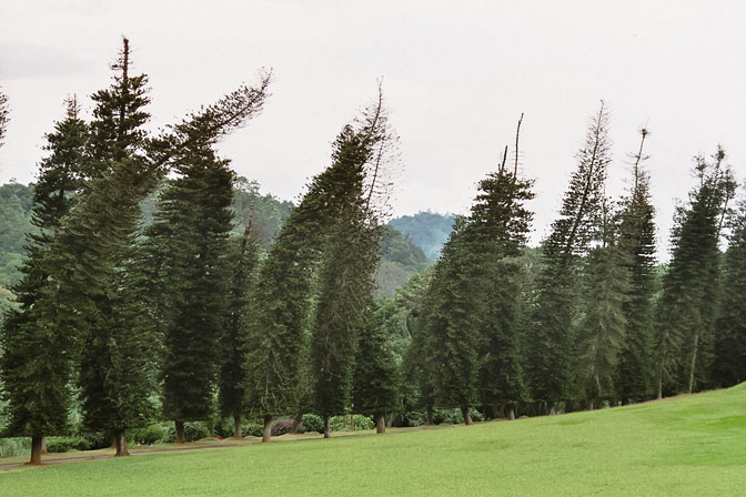 Sagging Trees