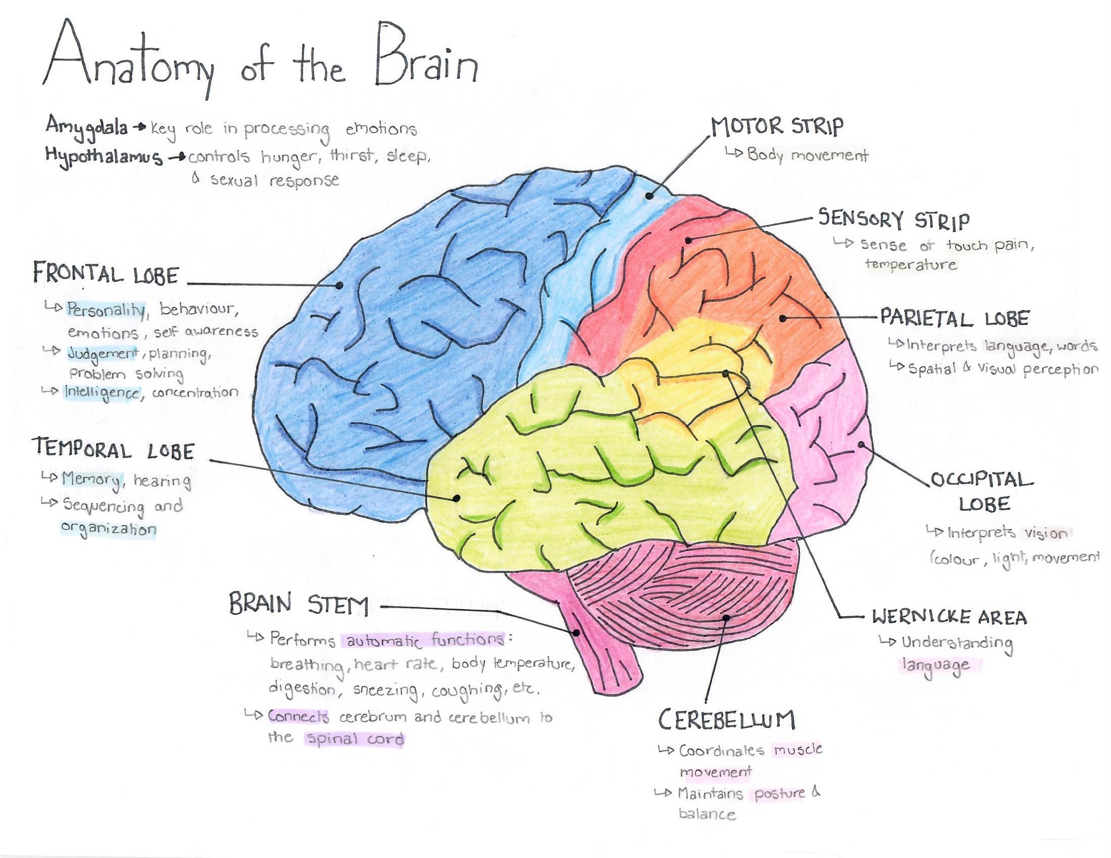 Anatomy of the Brain