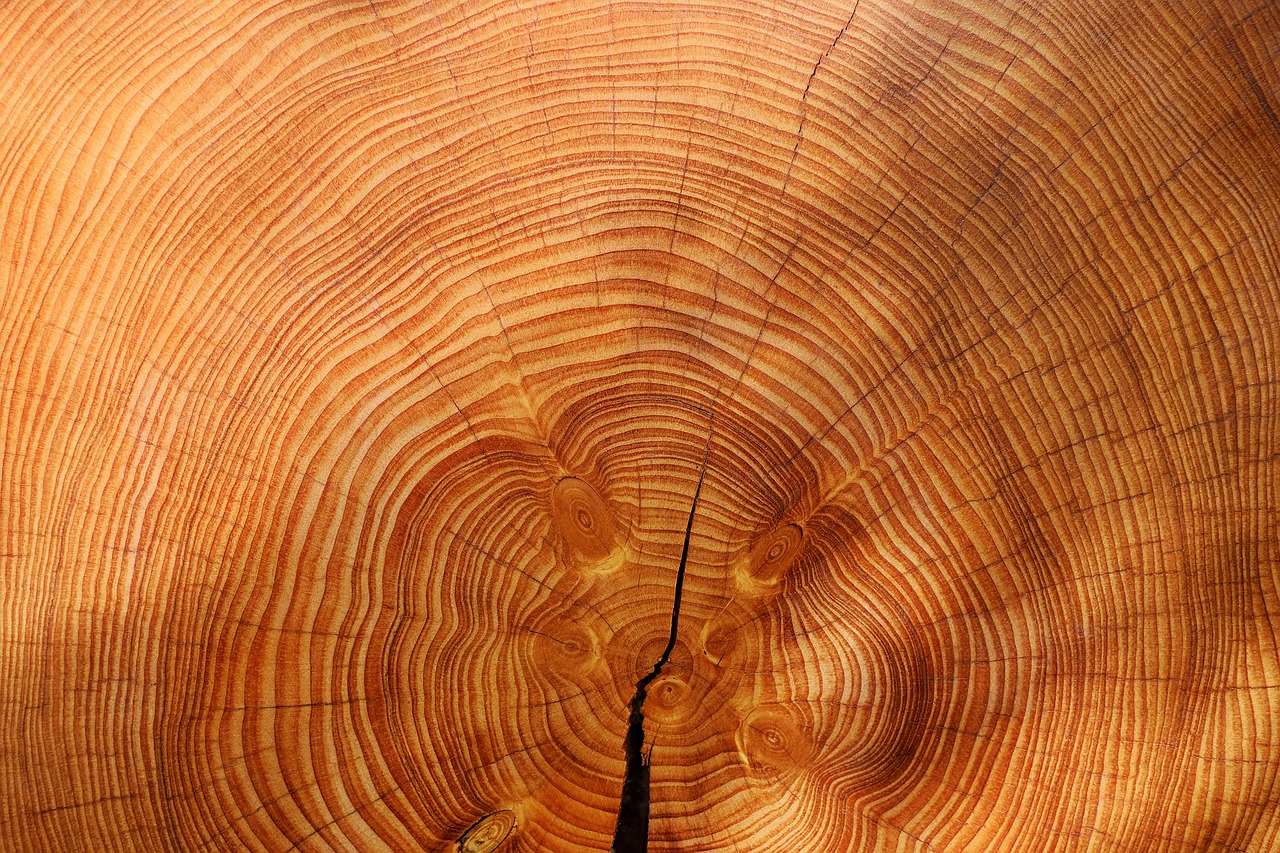 età degli alberi