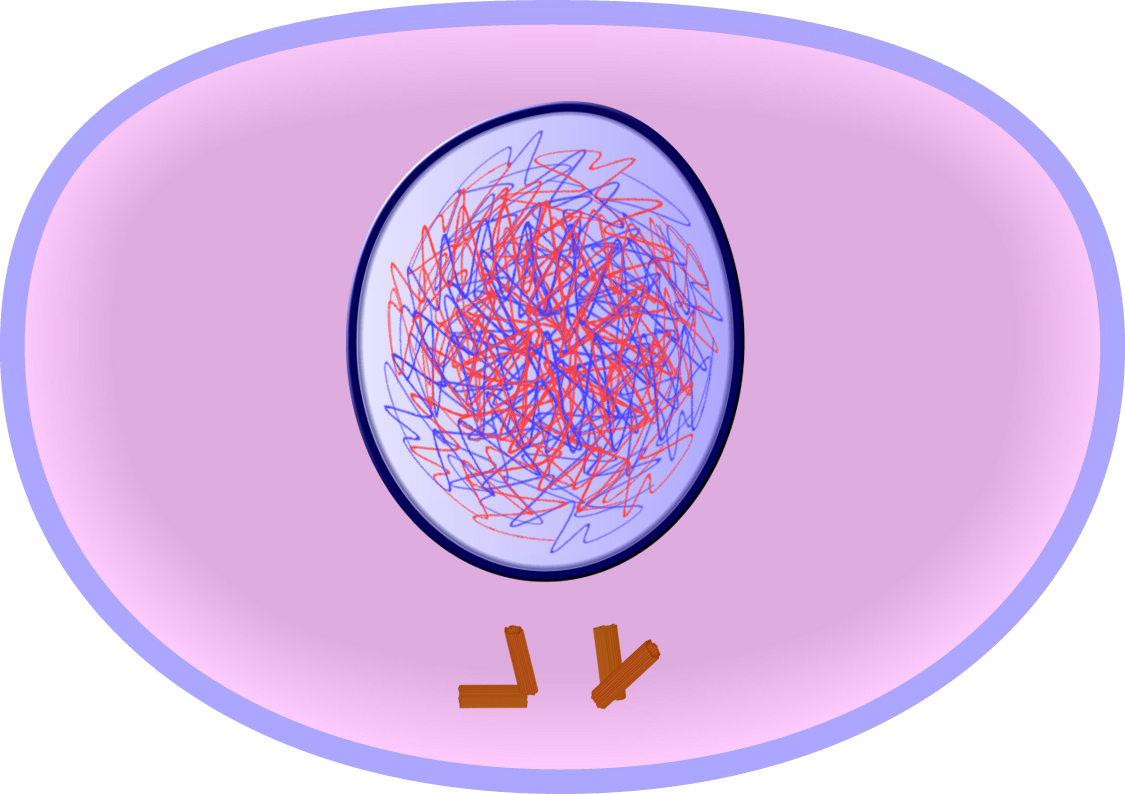 Interphase