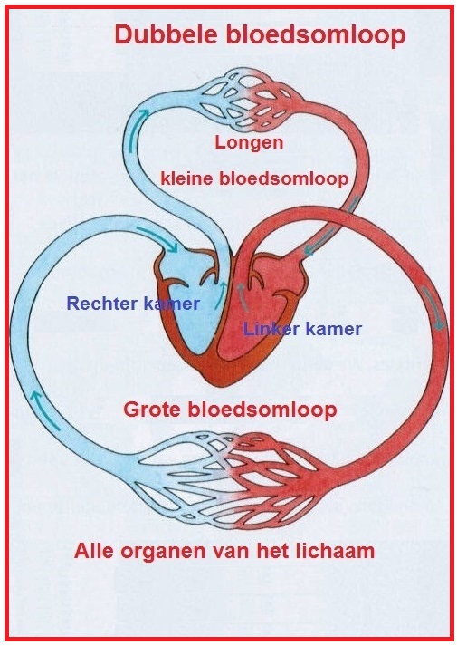 Twee bloedsomlopen