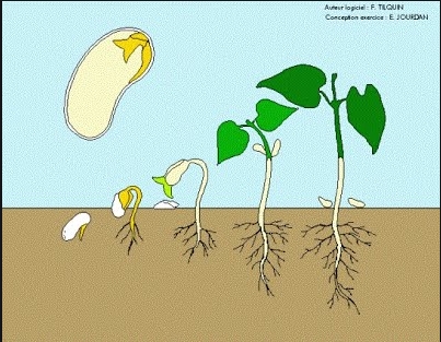 Plantes