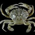 crab