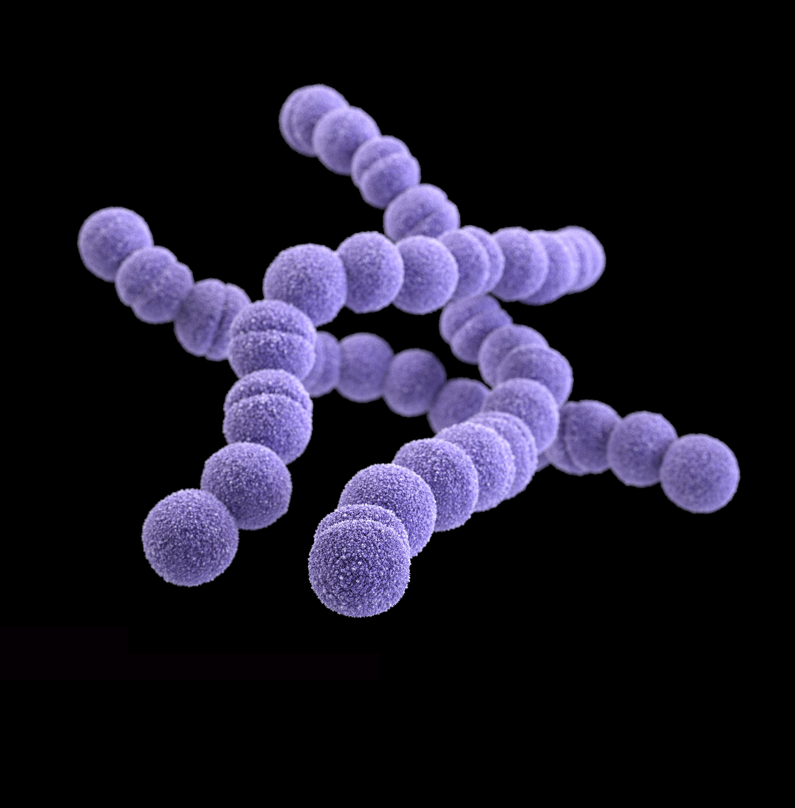 Streptococcus