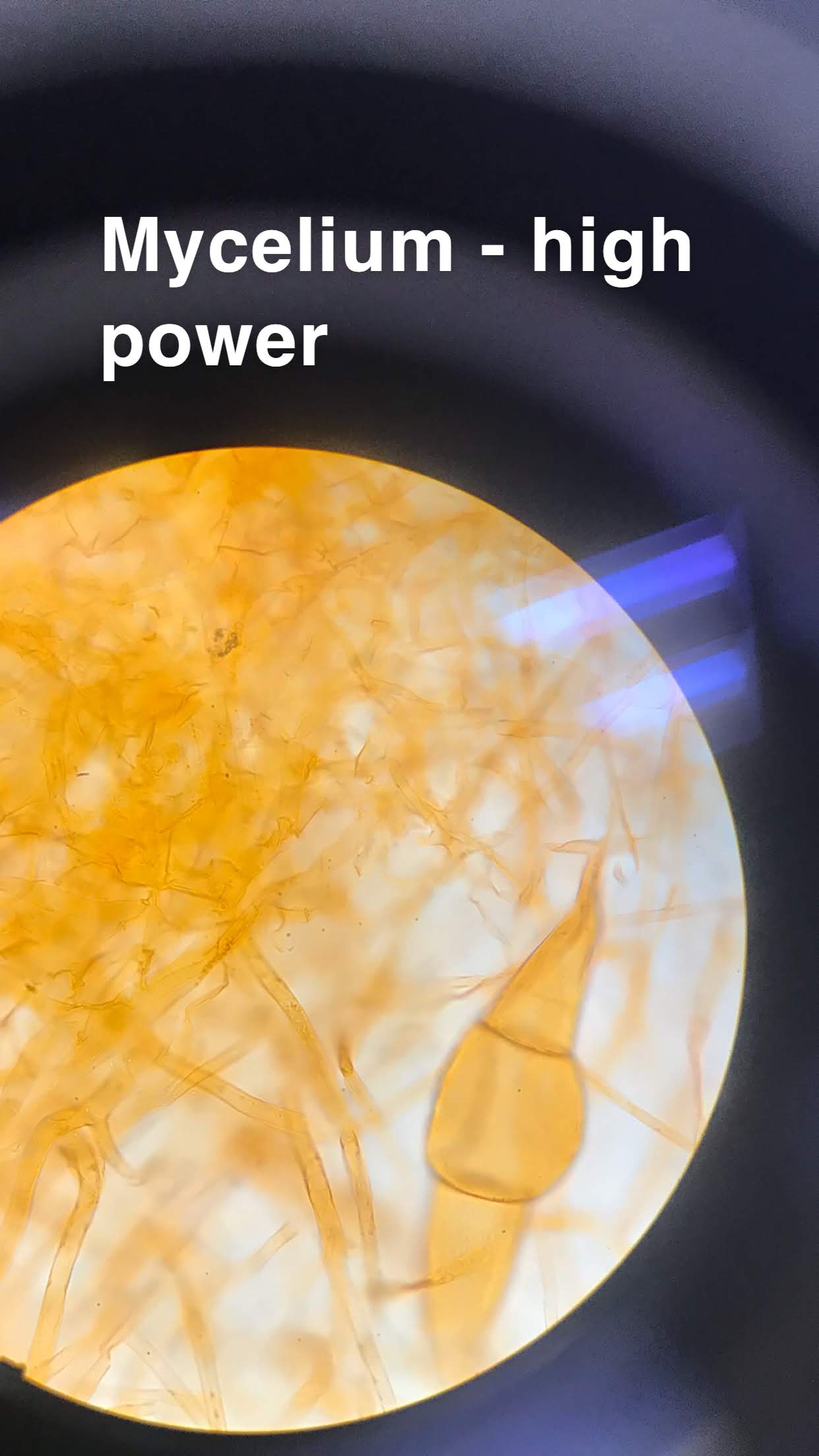 Mycelium