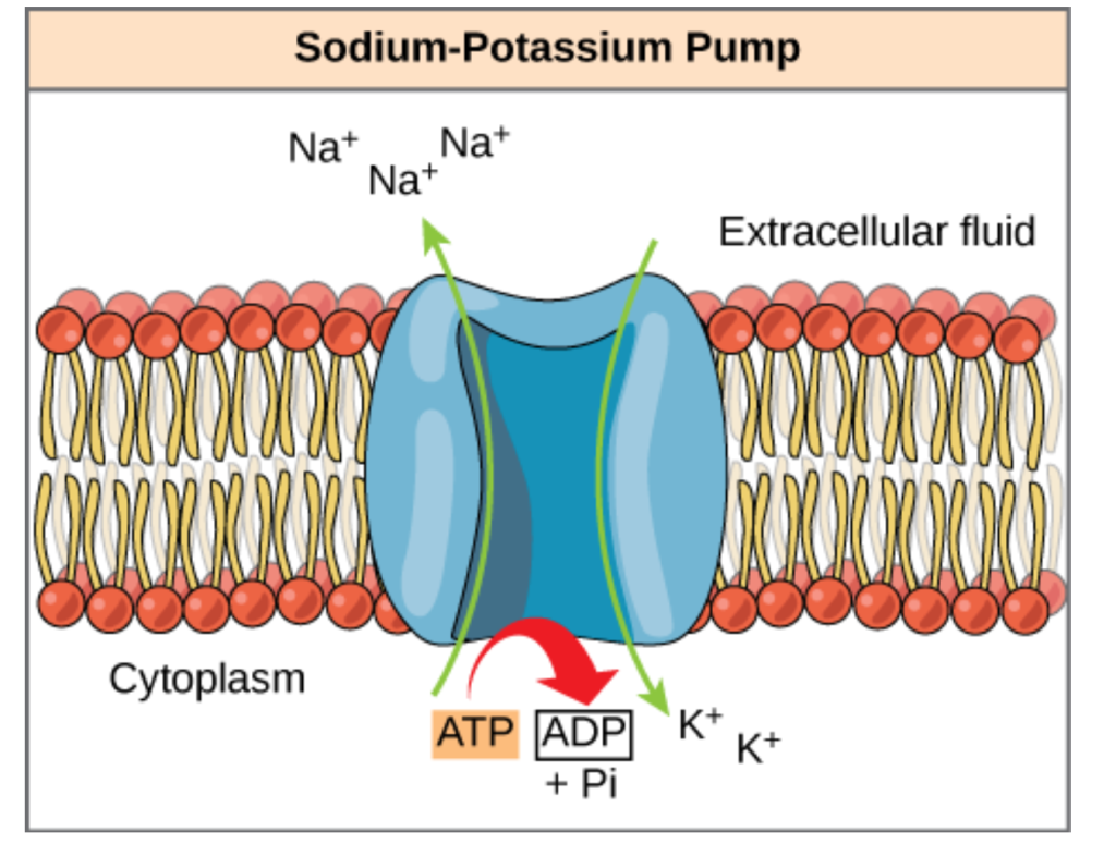 Energy Transfer
