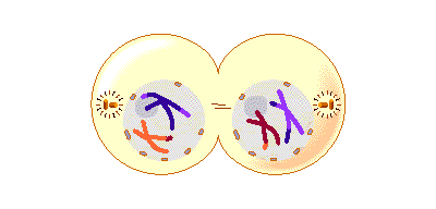 Telophase I