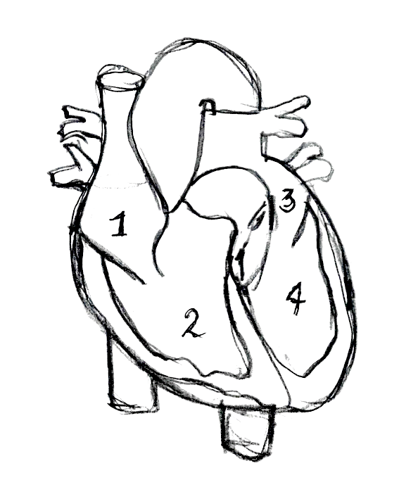 CK4 HART