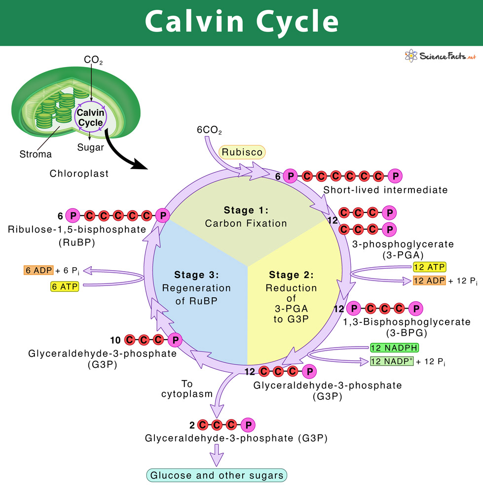 Calvin Cycle Steps
- Carbon fixation (RuBisCO enzyme)
- Reduction of 3-phosphoglycerate to form G3P
- Regeneration of RuBP
- 