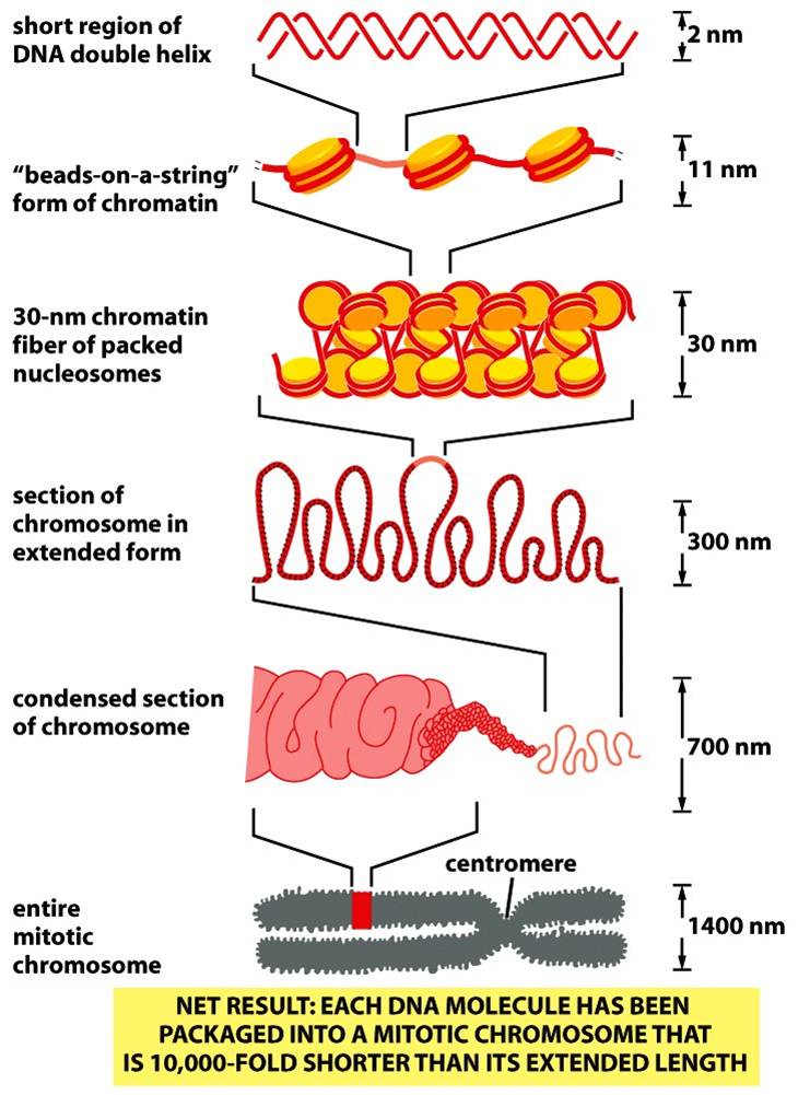 Whole Mitotic Chromosome