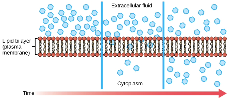 Simple diffusion