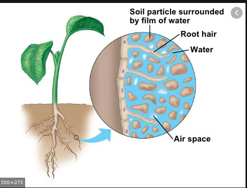 the air in soil is used for water drainage which is needed for plant growth.