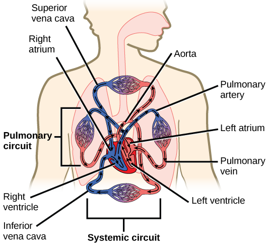 Circulatory system