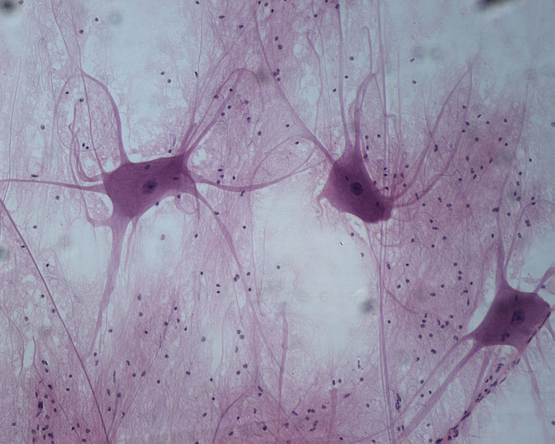 Nervous Tissue