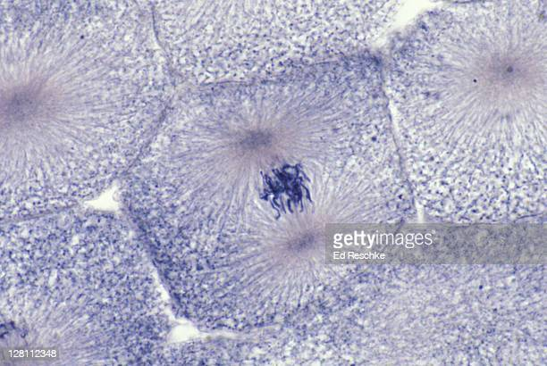 prophase