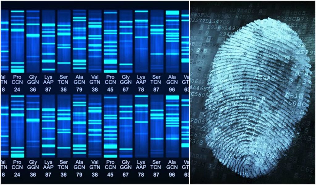 example of DNA Fingerprinting