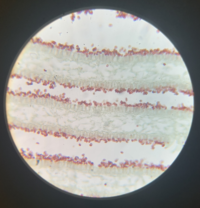 Coprinus 100x