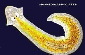 Planaria has a pharynx that collects food 
- carnivorous