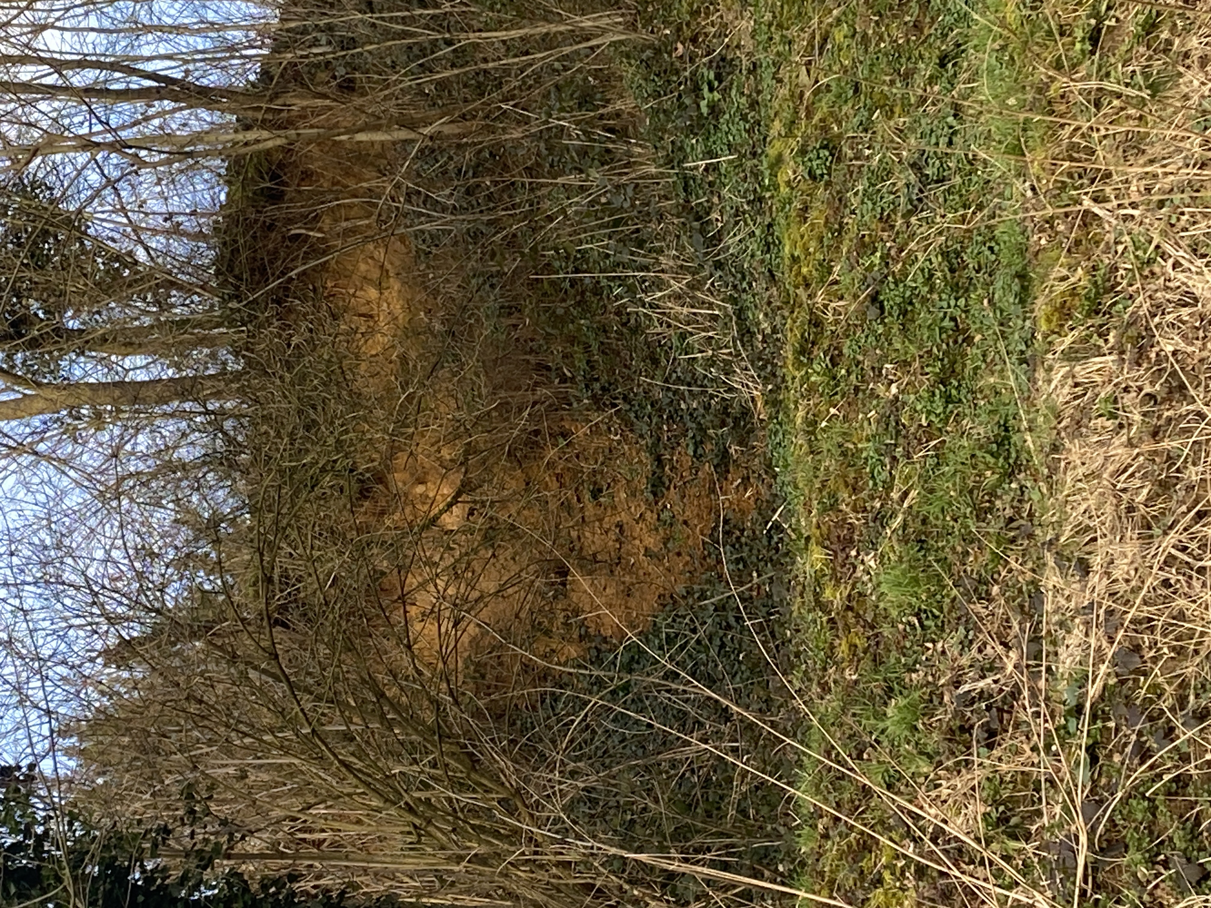 D’accord, sable, oxydé