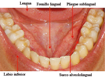 Gran cuerda mediana de túnica mucosa que pasa de la encía, que recubre la cara lingual de    la cresta alveolar anterior, par