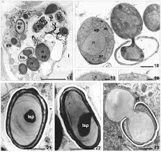 Nephridiophaga blaberi